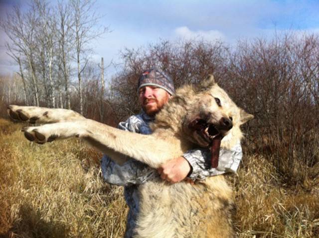 カナダで村を恐怖に陥れた化け物サイズのオオカミが捕獲される カナダで村を恐怖に陥れた化け物サイズのオオカミが捕獲される Naver まとめ