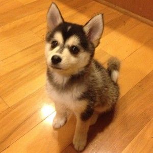 Pomsky-Puppy