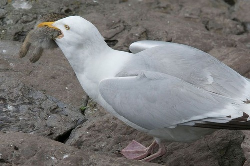 fearsome_seagull_04