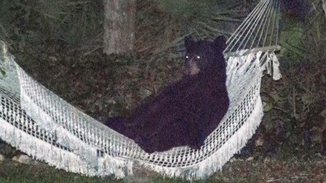 dnt-bear-in-a-hammock