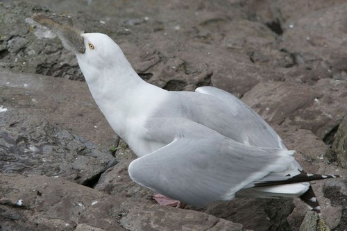 fearsome_seagull_05