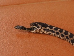 【画像】 ヘビを飲み込んだヘビがネコに殺されて飲み込まれたヘビが助かる事案が発生