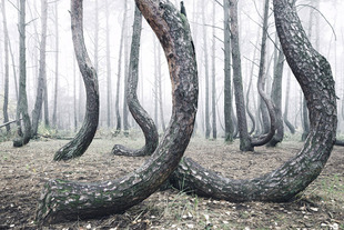 crooked-forest-krzywy-las-kilian-schonberger-poland-7