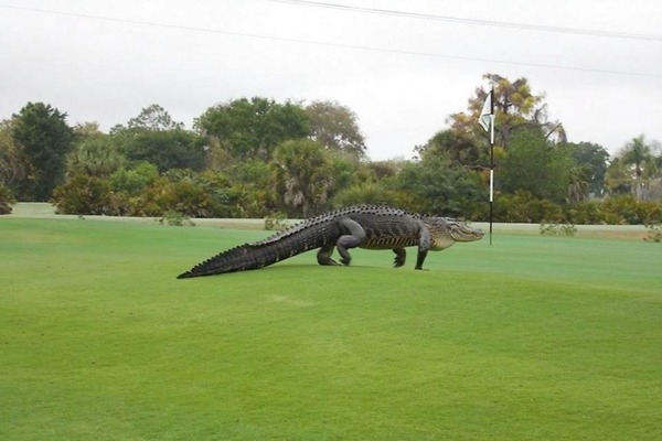 8475237-usa-golf-course-alligator