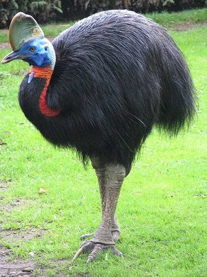 cassowary