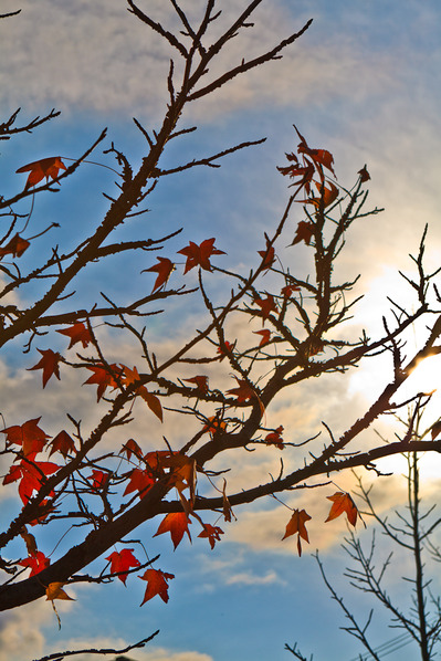 紅葉と青空と雲2