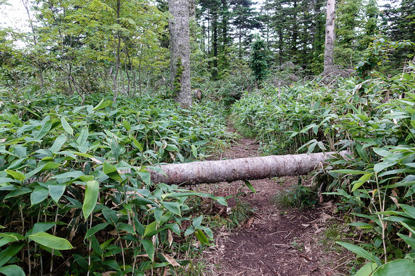 登山道をふさぐ倒木