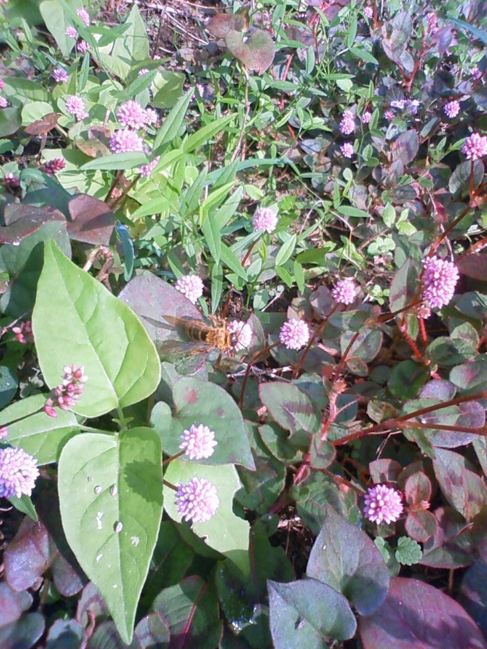 この花は何でしょう?