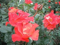 DSCF0696