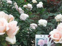 DSCF0705