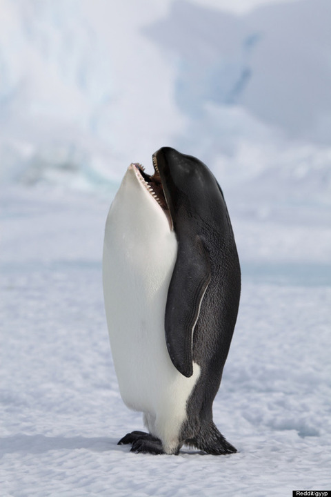o-ANIMAL-MASHUP-570