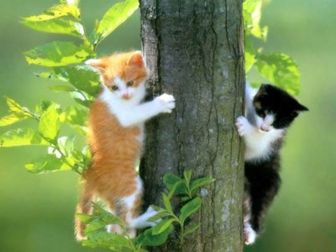 cat-climb-tree