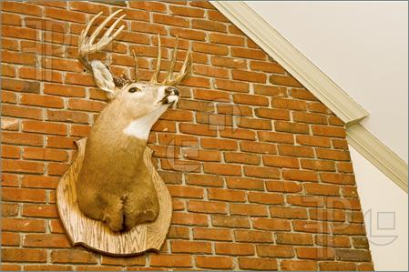 Deer-Head-Mounted-Brick-Wall-1119635