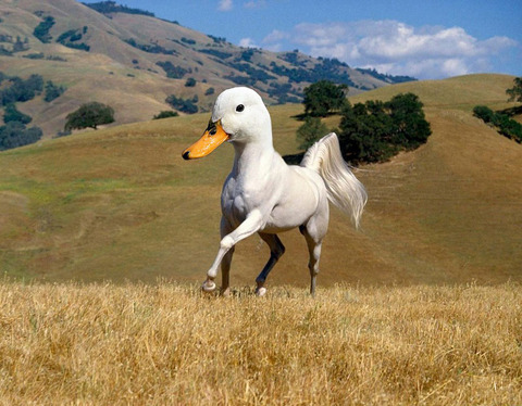 photoshopped-animals-gyyp-2