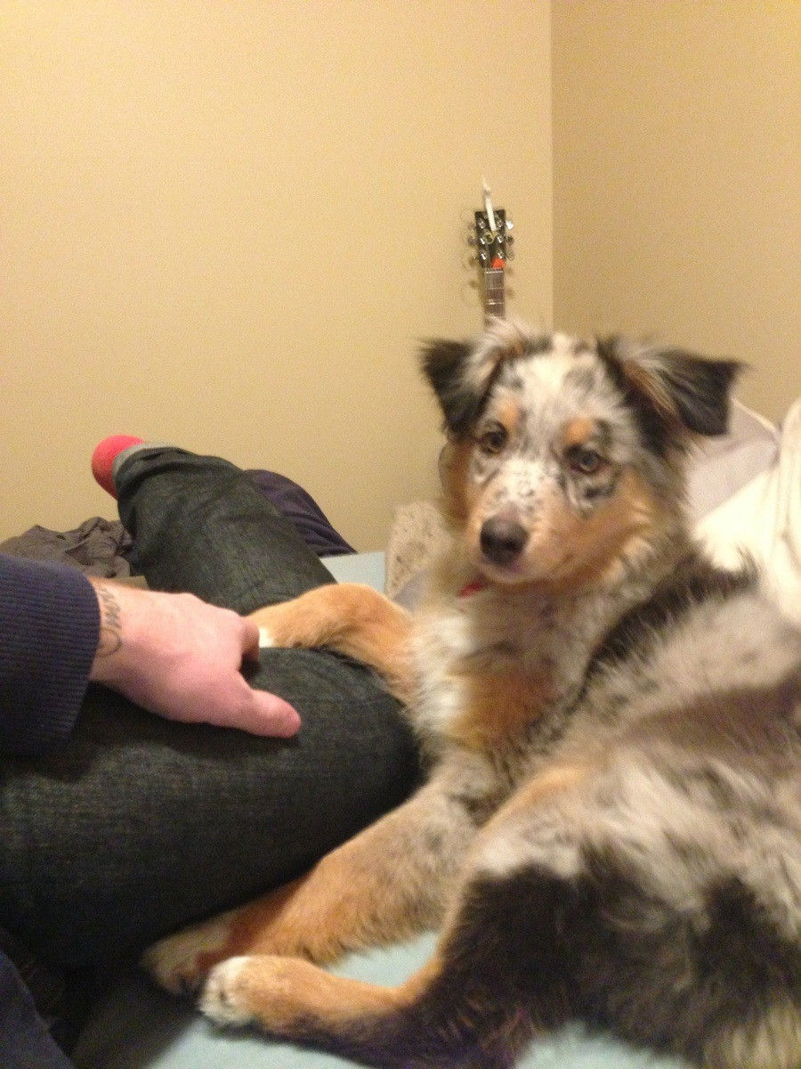 Resultado de imagen para australian shepherd 犬 美しい