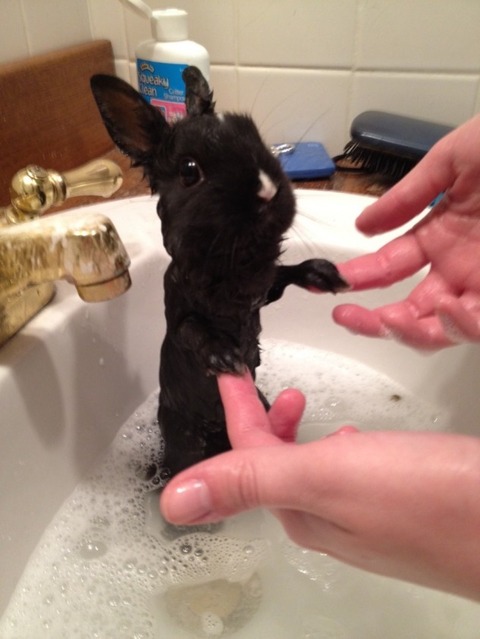 Why-Bunnies-Dont-Swim-632x842