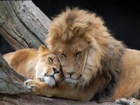 82f9ff55533ca04b6bes-cutest-animals