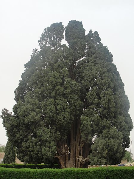 450px-Cypress_of_Abarqu