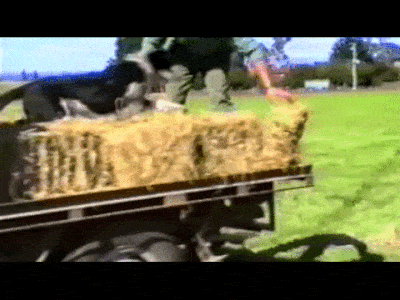 6ezgif-992259790