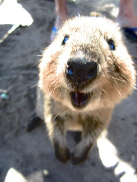 woFAv