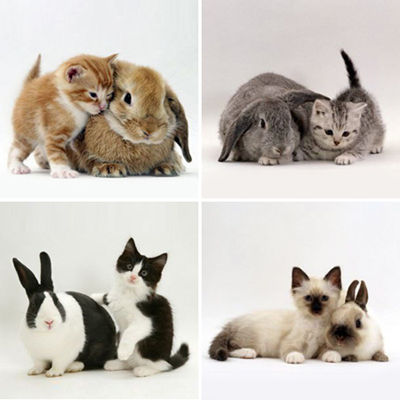 bunny-kitten-identity-theft