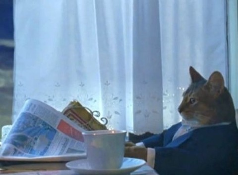 I-Should-Buy-A-Boat-Cat