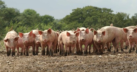 Pigs_1