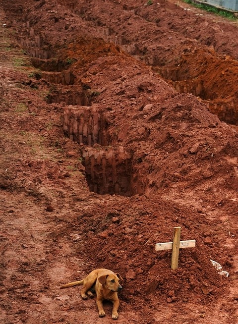 dog-takes-its-loyalty-to-the-grave-29747-1295154875-2