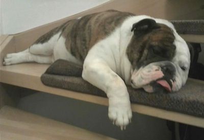 VictorianBulldogPurebredDogBullyAxle3YearsOld