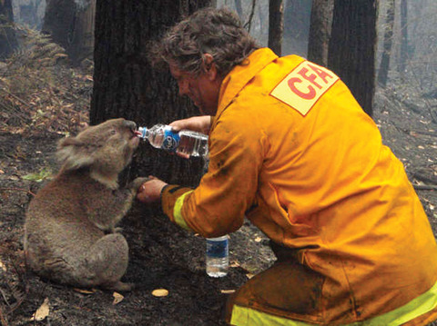 bush-fire1