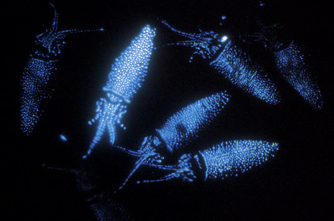 Bioluminescent-firefly-squid