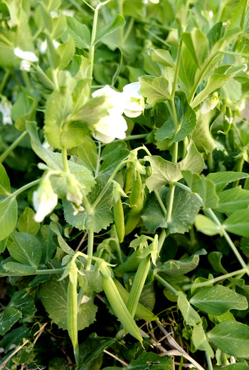 豆
