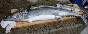 鰆