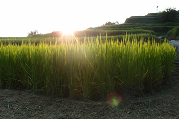 千枚田夕陽