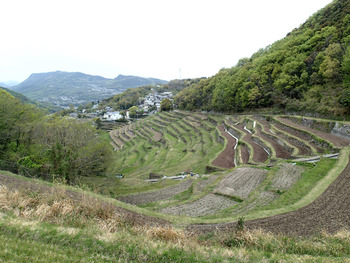 千枚田