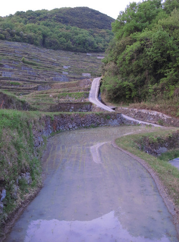 田植え
