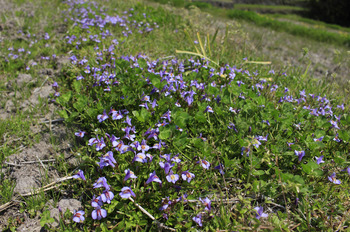田んぼの花