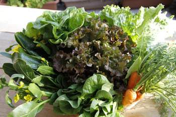 野菜