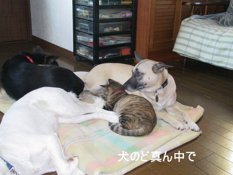 img20090428.jpg