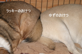img20091209_1.jpg