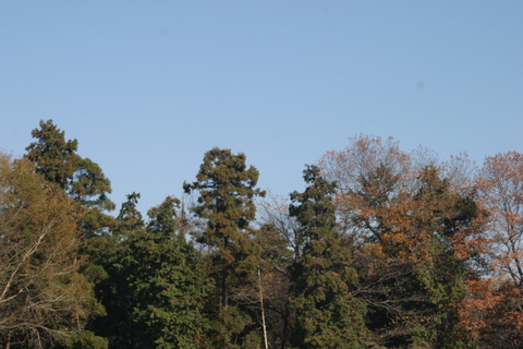 img20091208_3.jpg