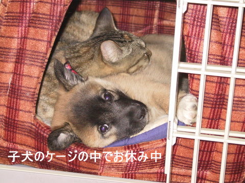 img20090428_2.jpg