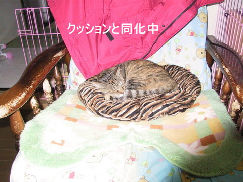 img20090428_3.jpg