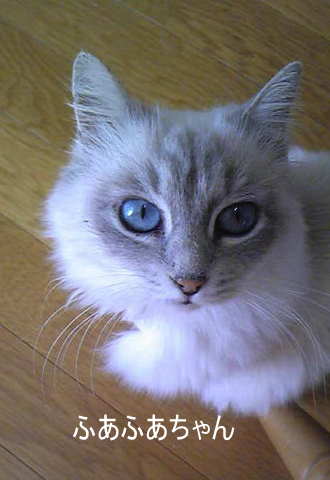 img20100215_1.jpg