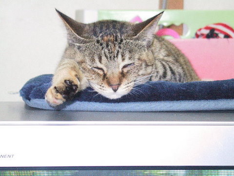 img20090428_4.jpg