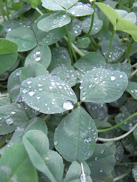 clover