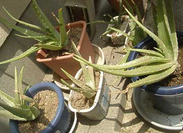 img20090704_5.jpg