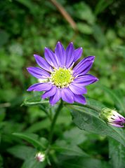 178px-Gymnaster_savatieri1_flower