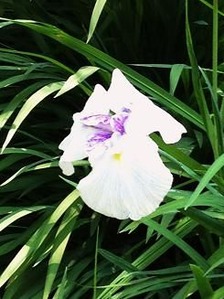 IMG_0227