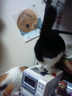 img20091205.jpg